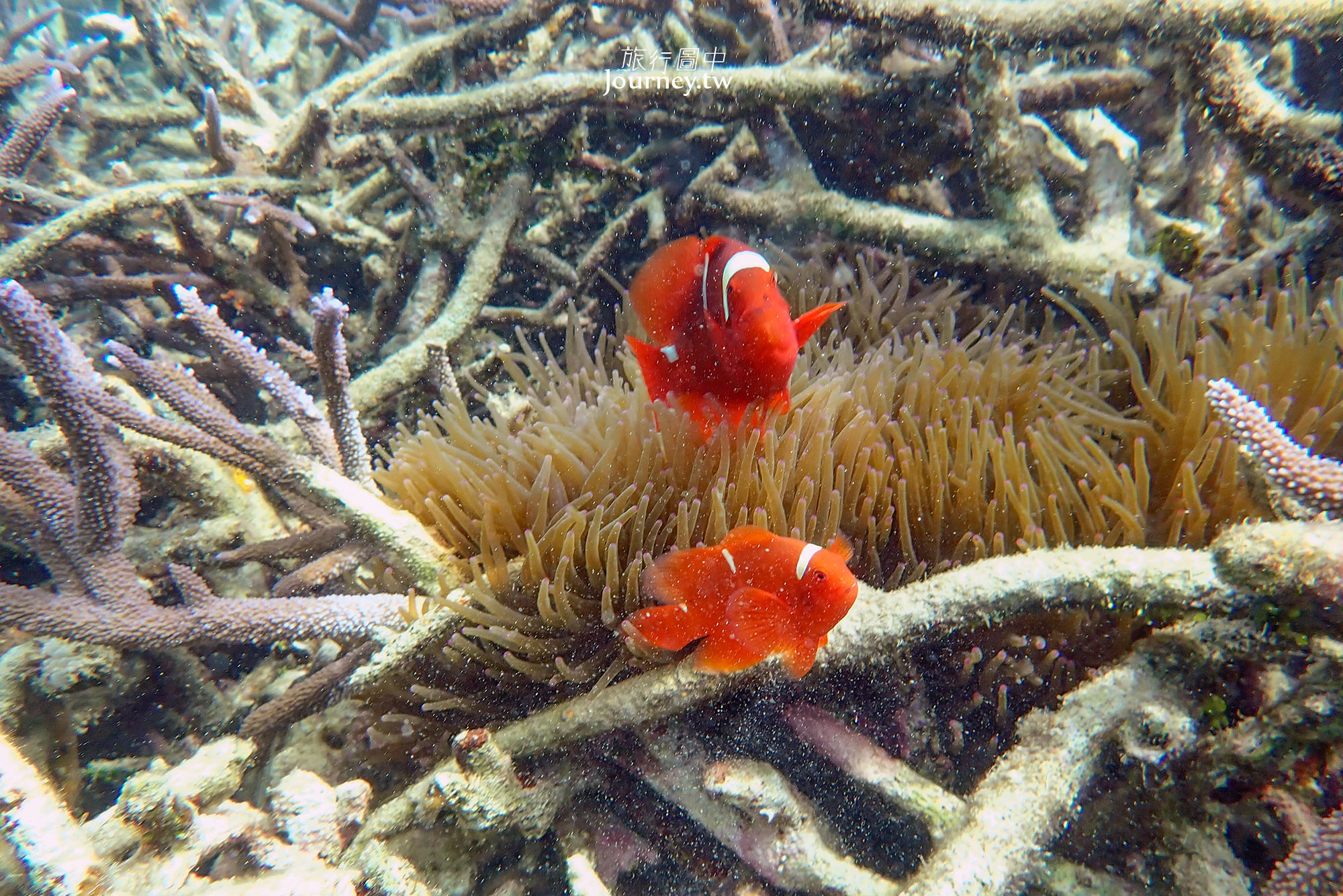 科隆島景點｜Lusong Coral Garden & Lusong Gunboat・二戰沈船上的夢幻